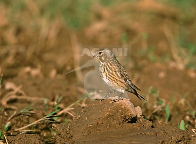 Kneu in zit; Common Linnet perched stock-image by Agami/Markus Varesvuo,