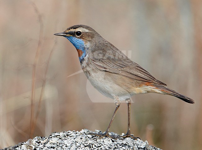 Volwassen mannetje Roodsterblauwborst; Adult male Red-spotted Bluethroat stock-image by Agami/Markus Varesvuo,