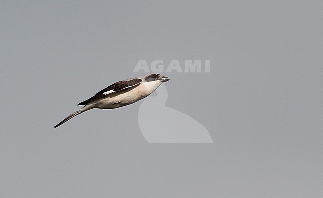 Lesser Grey Shrike (Lanius minor) in flight at Kiskunsaq, Hungary. stock-image by Agami/Helge Sorensen,