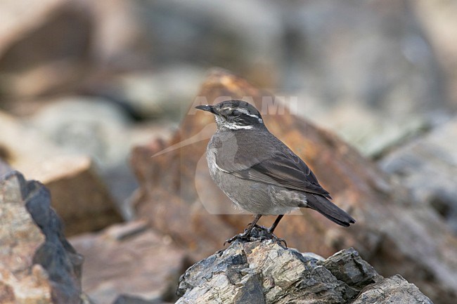 Grey-flanked Cinclodes perched amongst boulders in harbour os Ushuaia, Argentina. stock-image by Agami/Marc Guyt,