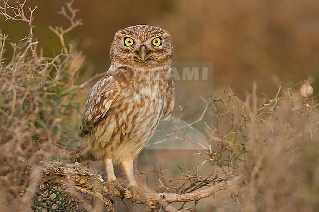 Little Owl - Steinkauz - Athene noctua saharae, Morocco, adult stock-image by Agami/Ralph Martin,