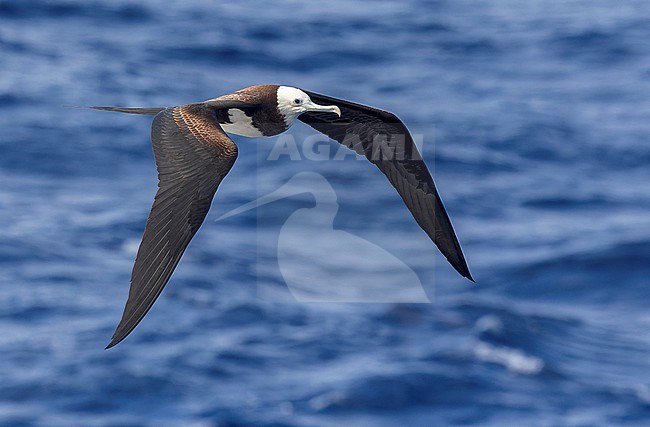 Immature Ascension frigatebird (Fregata aquila) around Boatswain Bird Island and Ascension Island in the tropical Atlantic Ocean. stock-image by Agami/Martijn Verdoes,