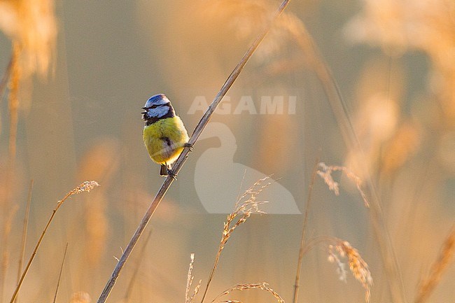 Pimpelmees zittend op rietstengel; European Blue Tit perched on reed stem stock-image by Agami/Menno van Duijn,