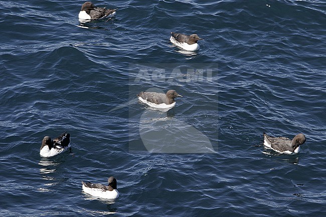 Common Guillemot, Uria aalge, at Iceland stock-image by Agami/Helge Sorensen,