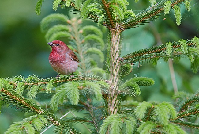 Volwassen mannetje Roodmus; Adult summer Male Common Rosefinch stock-image by Agami/Markus Varesvuo,