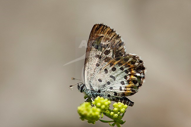 Vetkruidblauwtje / Chequered Blue (Scolitantides orion) stock-image by Agami/Wil Leurs,