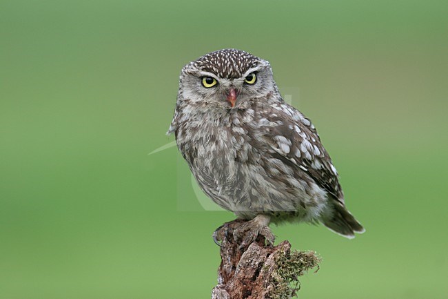 Little Owl perched on a pole, Steenuil zittend op een paal stock-image by Agami/Chris van Rijswijk,