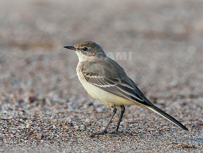 Immature Grey-headed Wagtail (Motacilla thunbergi) standing on the ground in northern Finland. stock-image by Agami/Jari Peltomäki,