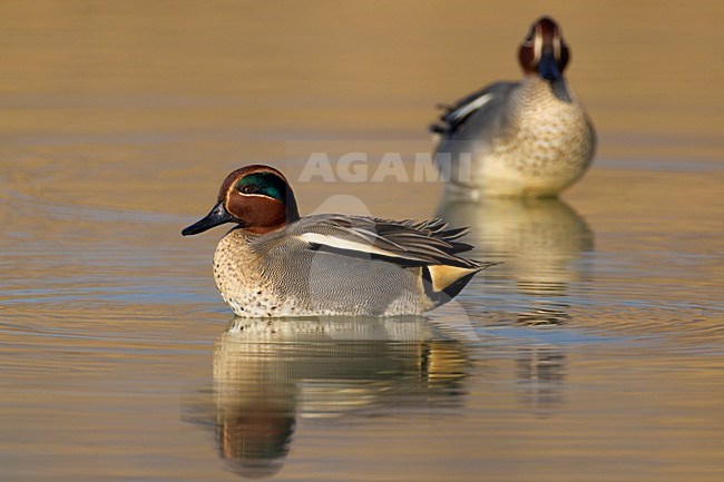 Mannetje Wintertaling; Male Common Teal stock-image by Agami/Daniele Occhiato,