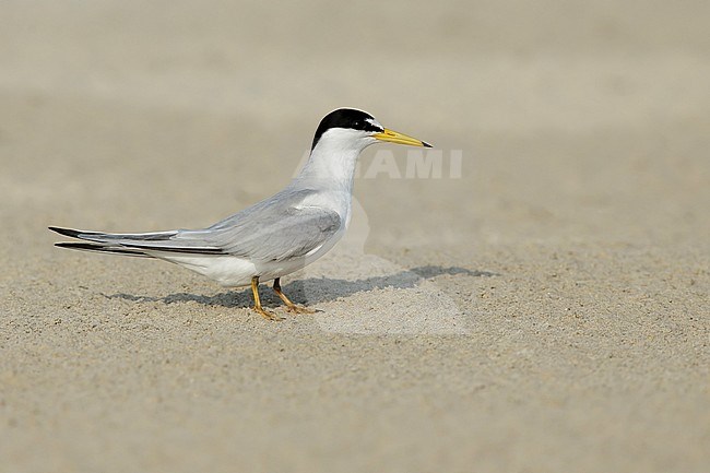 Adult Least Tern (Sternula antillarum) in summer plumage standing on the beach in Galveston County, Texas, USA. stock-image by Agami/Brian E Small,