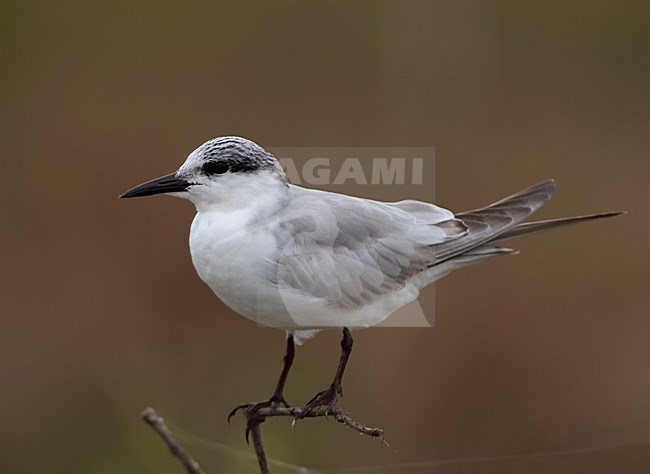 Winterkleed Witwangstern, Winterplumage Whiskered Tern stock-image by Agami/Alex Vargas,