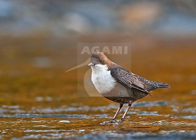 White-throated Dipper, Waterspreeuw stock-image by Agami/Alain Ghignone,