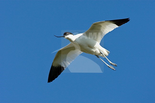 Kluut volwassen vliegend; Pied Avocet adult flying stock-image by Agami/Roy de Haas,