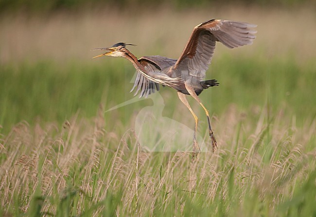 Purperreiger roepend en opvliegend; Purple Heron calling and flying up stock-image by Agami/Han Bouwmeester,