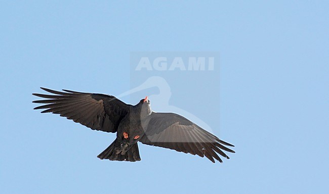 Alpenkraai in de vlucht; Red-billed Chough in flight stock-image by Agami/Markus Varesvuo,