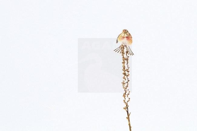 Kneu, Common Linnet, Carduelis cannabina adult male in snow covered bush in early spring stock-image by Agami/Menno van Duijn,