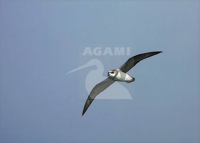 Donsstormvogel in vlucht; Soft-plumaged Petrel in flight stock-image by Agami/Marc Guyt,