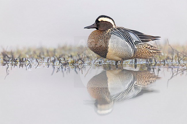 Male Garganey (Spatula querquedula) in Italy. stock-image by Agami/Daniele Occhiato,