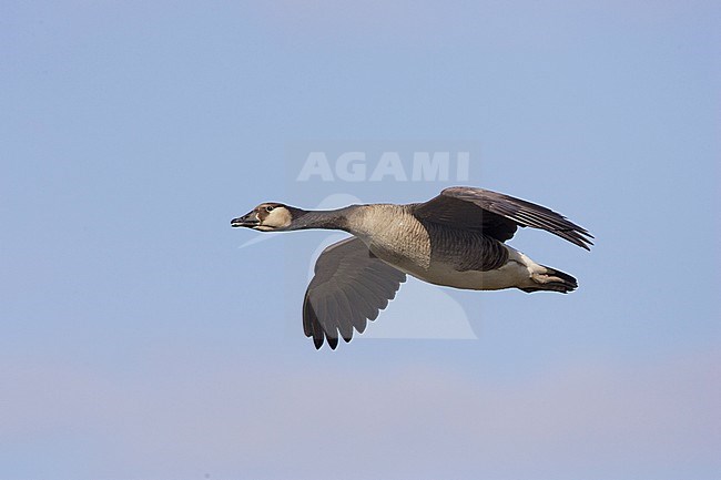 Canadese Gans hybride, Greater Canada Goose hybrid, Branta canadensis stock-image by Agami/Arie Ouwerkerk,