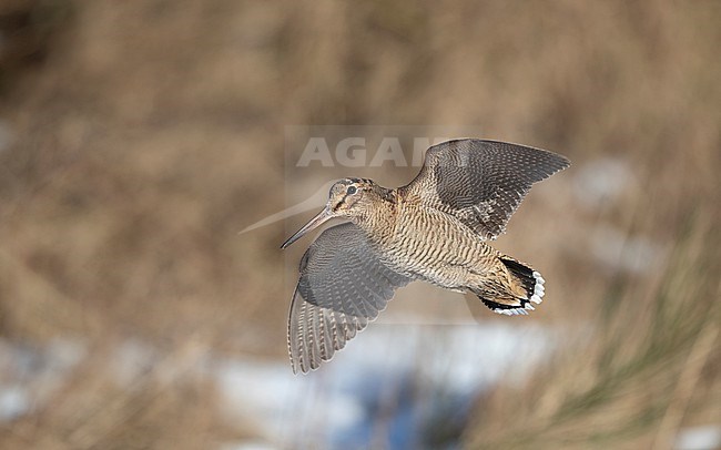 Eurasian Woodcock (Scolopax rusticola) sideview of a bird in flight against background showing underwing at Blåvand, Denmark stock-image by Agami/Helge Sorensen,
