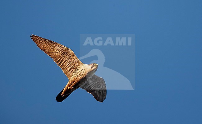 Peregrine (Falco peregrinus) Vaala Finland July 2017 stock-image by Agami/Markus Varesvuo,