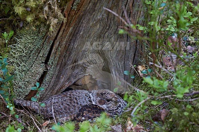Hazelhoen vrouwtje zittend op nest; Hazel Grouse female perched on nest stock-image by Agami/Markus Varesvuo,
