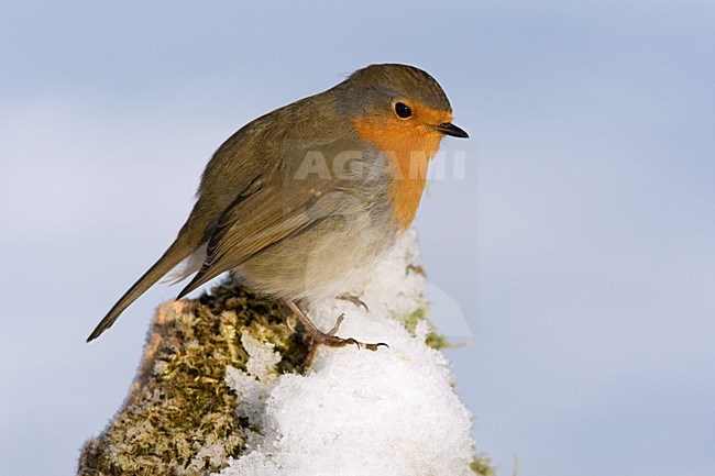 Roodborst zittend in sneeuw; European Robin perched in snow stock-image by Agami/Daniele Occhiato,