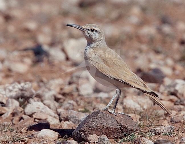 Witbandleeuwerik in halfwoestijn; Greater Hoopoe-Lark in semi desert stock-image by Agami/Markus Varesvuo,