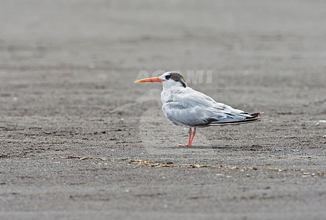 Californische Kuifstern, Elegant Tern stock-image by Agami/Roy de Haas,