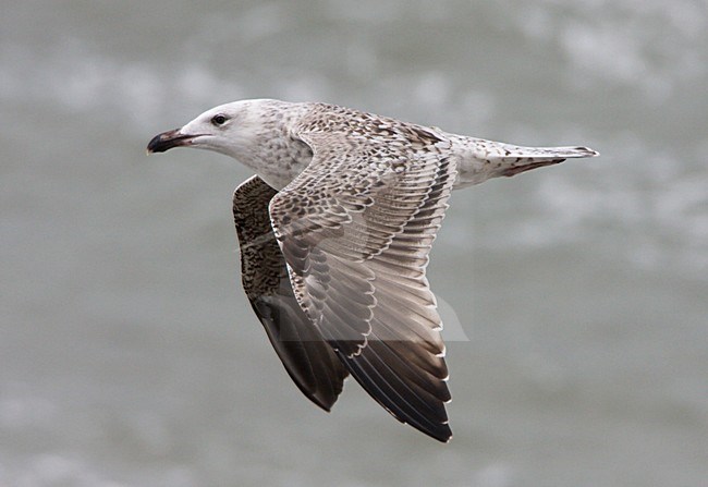 Onvolwassen Grote Mantelmeeuw, in vlucht; Immature Great Black-backed Gull in flight stock-image by Agami/Ran Schols,