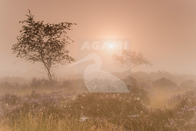 N.P. Looonse en Drunense Duinen, mistige zonsopkomst, foggy sunrise stock-image by Agami/Rob Riemer,