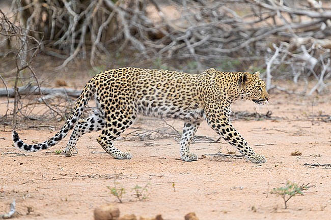 Leopard (Panthera pardus), adult female walking in the Savannah, Mpumalanga, South Africa stock-image by Agami/Saverio Gatto,