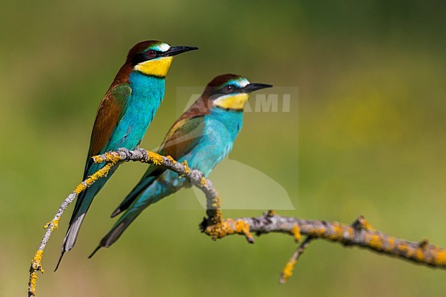 Bijeneters op tak, European Bee-eaters on a branch stock-image by Agami/Daniele Occhiato,