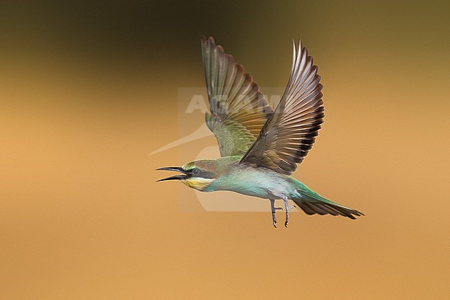 European Bee-eater, Merops apiaster, in Italy. Immature in flight. stock-image by Agami/Daniele Occhiato,