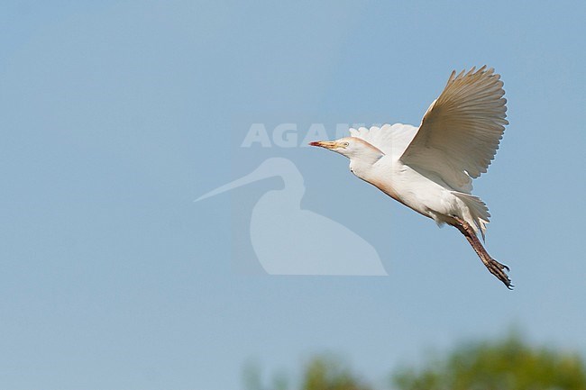 Cattle Egret (Bubulcus ibis ssp. ibis), Portugal, adult in flight stock-image by Agami/Ralph Martin,