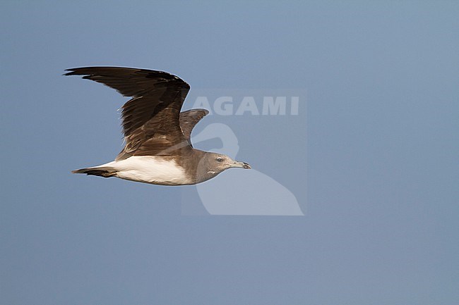 Sooty Gull - Hemprichmöwe - Larus hemprichii, Oman, 2nd cy stock-image by Agami/Ralph Martin,