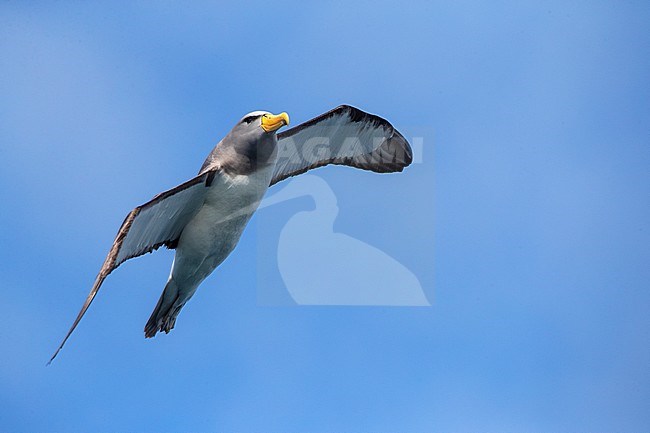 Adult Chatham Albatross (Thalassarche eremita) at sea off the Chatham Islands in New Zealand. Flying close overhead. stock-image by Agami/Marc Guyt,