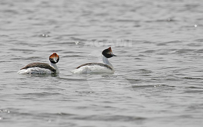Hooded Grebe (Podiceps gallardoi) a critically endangered species of bird found in isolated lakes in the most remote parts of Patagonia. stock-image by Agami/Pete Morris,