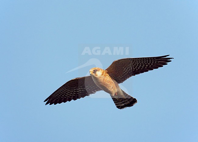 Roodpootvalk, Red-footed Falcon (Falco vespertinus) Hungary May 2008 stock-image by Agami/Markus Varesvuo / Wild Wonders,