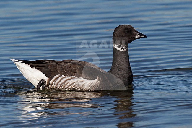 Adult
San Diego Co., CA
December 2012 stock-image by Agami/Brian E Small,