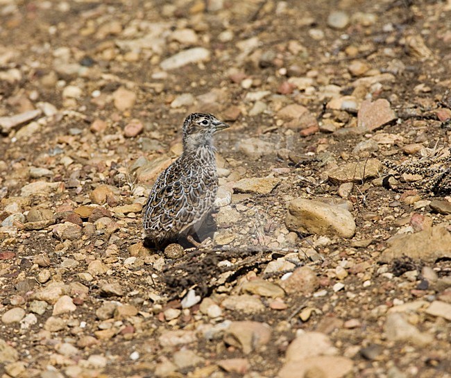 Patagonische Kwartelsnip in Patagonie; Least Seedsnipe in Patagonia stock-image by Agami/Marc Guyt,