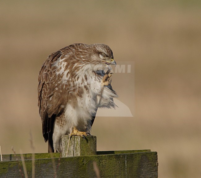 Buizerd zittend op een paal; Common Buzzard perched on pole stock-image by Agami/Reint Jakob Schut,