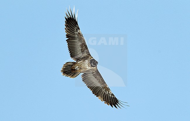 Lammergier onvolwassen in vlucht; Bearded Vulture immature in flight; stock-image by Agami/Dick Forsman,