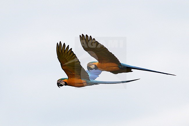 Pair of Blue-and-yellow Macaws (Ara ararauna), also known as the blue-and-gold macaw, flying over the forest nea Amazon Manu Lodge, Manu national park in Peru. stock-image by Agami/Laurens Steijn,