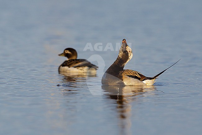 Adult male Long-tailed Duck swimming off Seward Peninsula, Alaska, USA. With female in background. stock-image by Agami/Brian E Small,