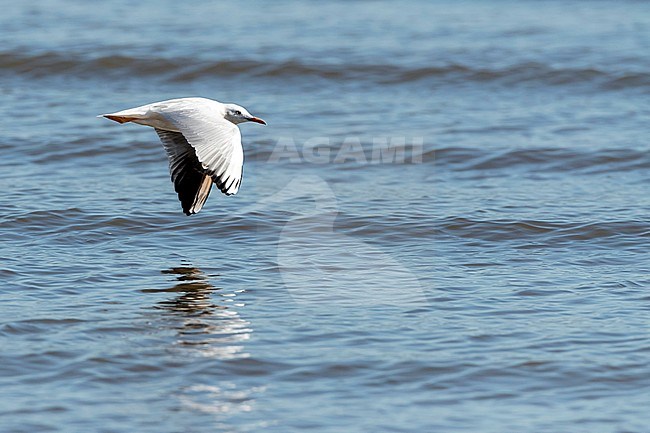 Slender-billed Gull (Chroicocephalus genei) during autumn migration in Ebro Delta, Spain stock-image by Agami/Marc Guyt,