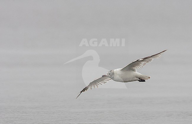 Subadult Relict gull, Ichthyaetus relictus, in eastern China. stock-image by Agami/Bas van den Boogaard,