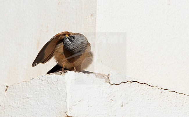 Mannetje Huisgors; Male House Bunting stock-image by Agami/Markus Varesvuo,