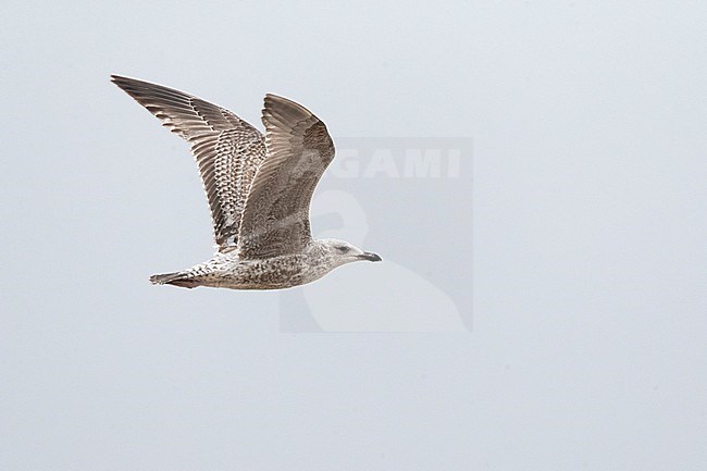 European Herring Gull (Larus argentatus) in the Netherlands stock-image by Agami/Marc Guyt,