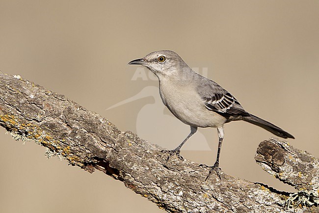 Adult
Santa Barbara Co., CA
November 2021 stock-image by Agami/Brian E Small,